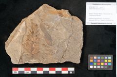 Foto (Objekt + Etikett) von Voltzia heterophylla Brongniart (NHMW-GEO-2024-0188-11131)